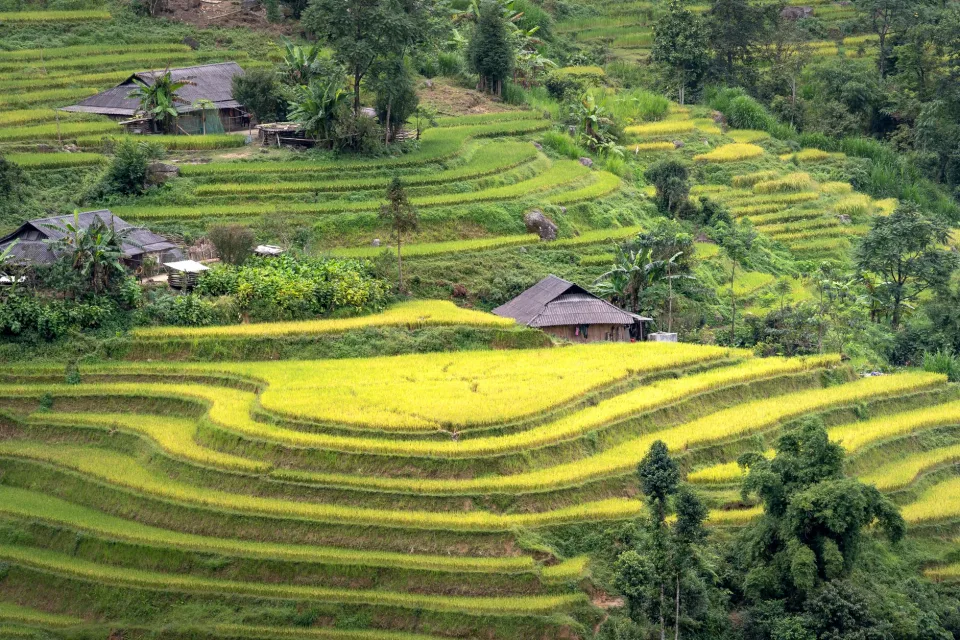 Loại gạo nên thử