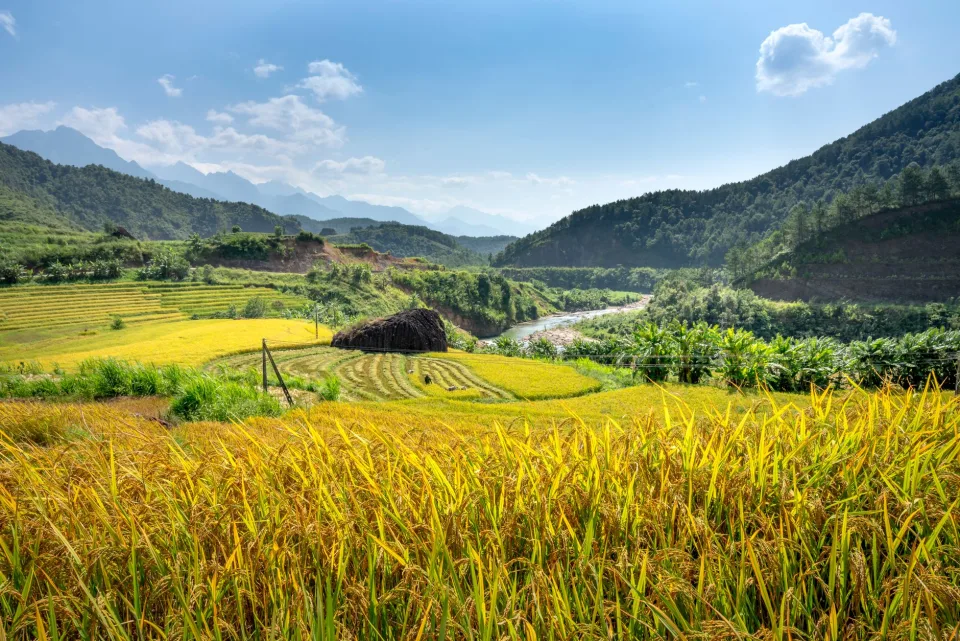 Bao gạo để cho khách xem