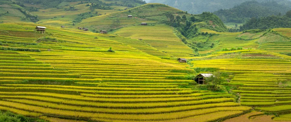 Loại gạo nên thử
