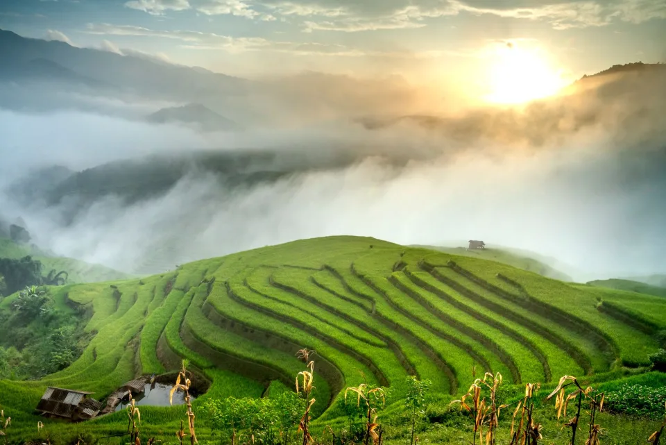 Loại gạo nên thử