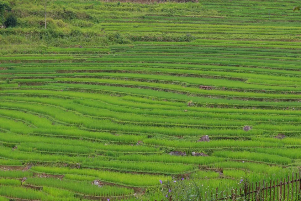 Bao gạo thơm đóng túi