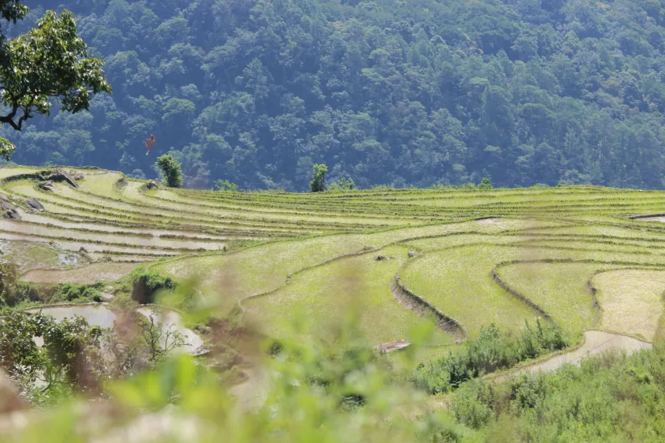 Hạt gạo trắng đang đổ ra
