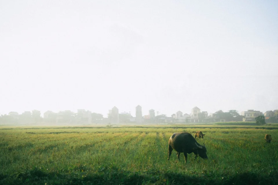 Loại gạo nên thử